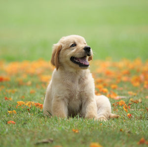 Puppy Training Group Classes TUESDAY April (4 x 1 hour sessions) - Lee Dog Training
